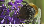 Шмель собирает нектар на фиолетовых цветах Veronica longifolia. Макросъемка. Стоковое видео, видеограф Mixail59 / Фотобанк Лори