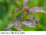 aphid on a rose, a parasite on a young shoot of a rose. Стоковое фото, фотограф Ольга Сейфутдинова / Фотобанк Лори