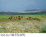 Piles of manure in field. Cow and horse manure with land. Стоковое фото, фотограф Леонид Еремейчук / Фотобанк Лори
