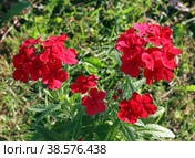 Цветок вербены (Verbena) Стоковое фото, фотограф EgleKa / Фотобанк Лори