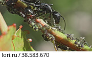 Черный муравей (Camponotus vagus) охраняет тлю на стебле растения и собирает выделяемую ей медвяную росу. Макросъемка. Стоковое видео, видеограф Mixail59 / Фотобанк Лори
