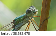 Стрекоза лютка-дриада (Lestes dryas) сидит на сухом стебле растения и лапками протирает глаза. Макросъемка. Стоковое видео, видеограф Mixail59 / Фотобанк Лори