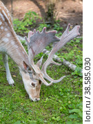 Россия. Москва, Зеленоград. Лань (олень). Дом лани. Russia. Moscow, Zelenograd. Deer (deer) in a private zoo. (2019 год). Стоковое фото, фотограф Алексей Смышляев / Фотобанк Лори