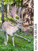 Россия. Москва, Зеленоград. Лань (олень). Дом лани. Russia. Moscow, Zelenograd. Deer (deer) in a private zoo. (2019 год). Стоковое фото, фотограф Алексей Смышляев / Фотобанк Лори