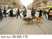 Россия. Санкт-Петербург. Хозяин выгуливает стаю собак. Russia. Saint-Petersburg. The owner walks a pack of dogs. (2009 год). Редакционное фото, фотограф Алексей Смышляев / Фотобанк Лори