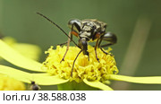 Жук Oedemera lateralis семейства Узконадкрылки ест пыльцу на желтом цветке. Макросъемка. Стоковое видео, видеограф Mixail59 / Фотобанк Лори