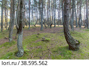 Россия. Калининградская область. Заповедник Куршская коса. Танцующий лес. Russia. Kaliningrad region. Curonian Spit Nature Reserve. Dancing forest. (2019 год). Стоковое фото, фотограф Алексей Смышляев / Фотобанк Лори