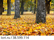 Golden autumn landscape, yellow leaves in the forest or park, beautiful autumn background. Стоковое фото, фотограф Светлана Качанова / Фотобанк Лори