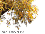 A large yellow-red autumn willow branch on a light background. Стоковое фото, фотограф Светлана Качанова / Фотобанк Лори