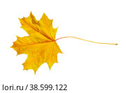 Maple yellow leaf as a symbol of autumn, as a seasonal thematic concept, as a symbol of autumn weather on an isolated white background. Стоковое фото, фотограф Светлана Качанова / Фотобанк Лори