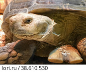 Giant Galapagos turtle Geochelone nigra close-up. Protection of endangered species of reptiles. Стоковое фото, фотограф Оксана Медведева / Фотобанк Лори