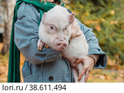 The girl in her arms holds a white mini-pig. Стоковое фото, фотограф Ольга Сейфутдинова / Фотобанк Лори