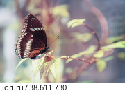 Beautiful brown butterfly jurtina maniola sitting on the grass. Copy space Close-up. Стоковое фото, фотограф Оксана Медведева / Фотобанк Лори
