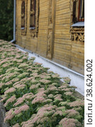 View of a flowerbed with flowers of ochitok  sedum near a wooden house (Tikhvin Monastery of the Dormition of the Mother of God, Russia, Chuvash Republic (2022 год). Стоковое фото, фотограф Ирина Вершинская / Фотобанк Лори