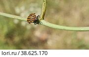 Клоп щитник линейчатый (Graphosoma lineatum) ползет по стеблю растения. Макросъемка, замедленная съемка. Стоковое видео, видеограф Mixail59 / Фотобанк Лори
