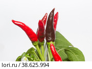 Перец красный острый растение и плоды. Острая приправа для приготовления блюд. Стоковое фото, фотограф Елена Бобкова / Фотобанк Лори