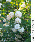 Декоративная калина бульденеж (Viburnum Boule-de-neige / Калина розовая, Снежный шар) цветет в саду. Стоковое фото, фотограф Ольга Перфилова / Фотобанк Лори