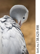 Blue crane on a sunny day at the zoo. Стоковое фото, фотограф Ирина Вершинская / Фотобанк Лори
