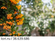 Berries of the yellow Asian blackthorn evergreen shrub Pyracantha rogersiana orange plant variety on a bokeh background. Стоковое фото, фотограф Оксана Медведева / Фотобанк Лори