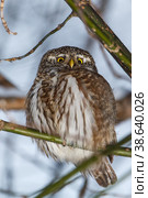 Воробьиный сыч (Glaucidium passerinum) Стоковое фото, фотограф Вячеслав Орос / Фотобанк Лори