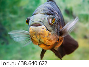 Aquarium fish. Cichlid astronotus, or Oscar. Freshwater fish. Astronotus Tigris. The bright Oscar fish is a South American freshwater fish from the cichlid family. Стоковое фото, фотограф Оксана Медведева / Фотобанк Лори