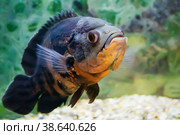 Aquarium fish. Cichlid astronotus, or Oscar. Freshwater fish. Astronotus Tigris. The bright Oscar fish is a South American freshwater fish from the cichlid family. Стоковое фото, фотограф Оксана Медведева / Фотобанк Лори