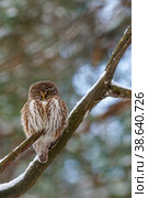 Воробьиный сыч (Glaucidium passerinum) Стоковое фото, фотограф Вячеслав Орос / Фотобанк Лори