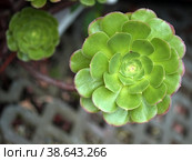 Aeonium arboreum. Natural isolated background with botanical garden. Стоковое фото, фотограф Елена  Попкова / Фотобанк Лори