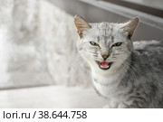 gray shorthair cat sits on the street, making a funny grimace. The cat smiles and squints her eyes. a pet on a walk. Стоковое фото, фотограф Оксана Медведева / Фотобанк Лори
