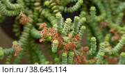 Floral background. Close-up of the green tips of Crassula marnieriana.Flowering Houseplants. Succulents. Стоковое фото, фотограф Photojuli / Фотобанк Лори