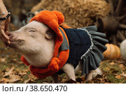 White mini pig in a smart suit posing on an autumn background. Стоковое фото, фотограф Ольга Сейфутдинова / Фотобанк Лори