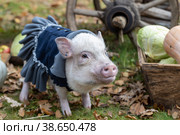 White mini pig in a smart suit posing on an autumn background. Стоковое фото, фотограф Ольга Сейфутдинова / Фотобанк Лори