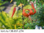 Tiger lily Lilium lancifolium, syn. L. tigrinum on a green blurred background on a sunny day. copy space. Стоковое фото, фотограф Оксана Медведева / Фотобанк Лори