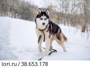 Husky dog portrait. Siberian husky with blue eyes in winter snowy park . Стоковое фото, фотограф Мария Мороз / Фотобанк Лори