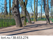 Старые деревья в Летнем саду. Санкт-Петербург (2018 год). Редакционное фото, фотограф Александр Щепин / Фотобанк Лори