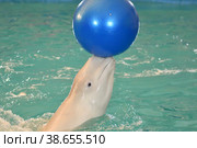 Belukha (LAT. Delphinapterus leucas) type of toothed whales. Стоковое фото, фотограф Владимир Галкин / Фотобанк Лори
