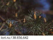 Green young pine cone on a tree at sunset, close-up. A pine branch with green needles and a coniferous cone in summer. Means of alternative medicine. Стоковое фото, фотограф Photojuli / Фотобанк Лори