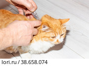 The owner of the pet applies antiparasitic drops on the cat's withers. Treatment and prevention of fleas and ticks in animals. Стоковое фото, фотограф Коханова Наталья / Фотобанк Лори