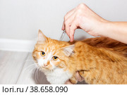 The owner of the pet applies antiparasitic drops on the cat's withers. Treatment and prevention of fleas and ticks in animals. Стоковое фото, фотограф Коханова Наталья / Фотобанк Лори