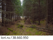В ельнике. Стоковое фото, фотограф Василий Быстрицкий / Фотобанк Лори
