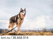 Portrait of a magnificent Siberian Husky standing in the background of a natural northern landscape. Стоковое фото, фотограф Мария Мороз / Фотобанк Лори