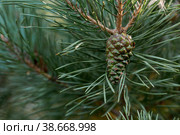 Green young pine cone on a tree at sunset, close-up. A pine branch with green needles and a coniferous cone in summer. Means of alternative medicine. Стоковое фото, фотограф Photojuli / Фотобанк Лори