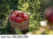 A wicker basket full of fresh fruit. A basket with red apples on a green lawn. Beautiful sunlight. Autumn harvest, harvesting or harvesting. Стоковое фото, фотограф Photojuli / Фотобанк Лори