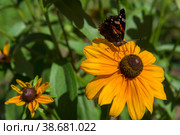 Бабочка  на цветке Рудбекии летом в саду, по-латыни Rudbeckia Hirta. Популярное декоративное растение. Красивые цветы крупным планом. Цветочный фон. Стоковое фото, фотограф Pukhov K / Фотобанк Лори