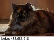 Кошка. Стоковое фото, фотограф Вячеслав Орос / Фотобанк Лори