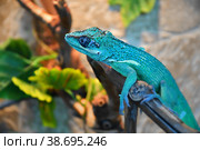 Knight Anole In the terrarium. Стоковое фото, фотограф Владимир Галкин / Фотобанк Лори