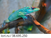Knight Anole In the terrarium. Стоковое фото, фотограф Владимир Галкин / Фотобанк Лори