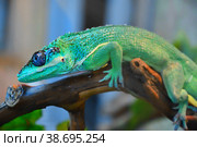 Knight Anole In the terrarium. Стоковое фото, фотограф Владимир Галкин / Фотобанк Лори