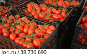 Crates with harvest of ripe red tomatoes in greenhouse. Стоковое видео, видеограф Яков Филимонов / Фотобанк Лори