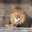 Lion in the zoo. Стоковое фото, фотограф Юлия Бабкина / Фотобанк Лори